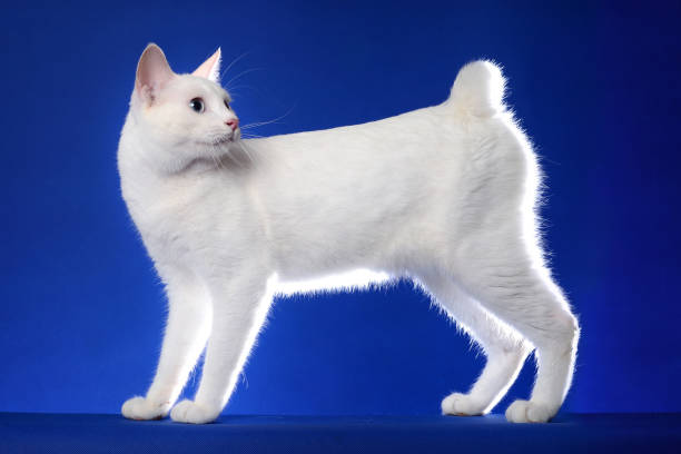 japanese bobtail cat