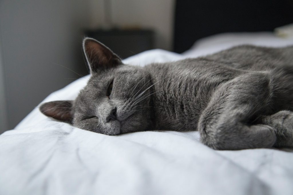 russian blue cat sleeping