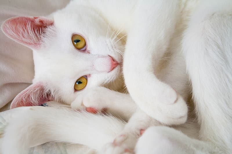 All white hot sale shorthair cat